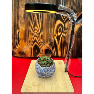 現貨！微景觀全光譜竹板Led燈 苔蘚植物燈 魚缸造景燈 多肉植物燈