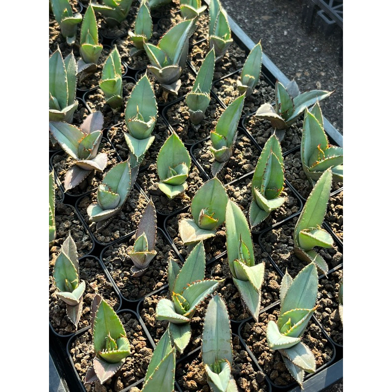 Agave Oteroi 實生綠皮嚴龍 龍舌蘭（不挑，非組培tc芽）