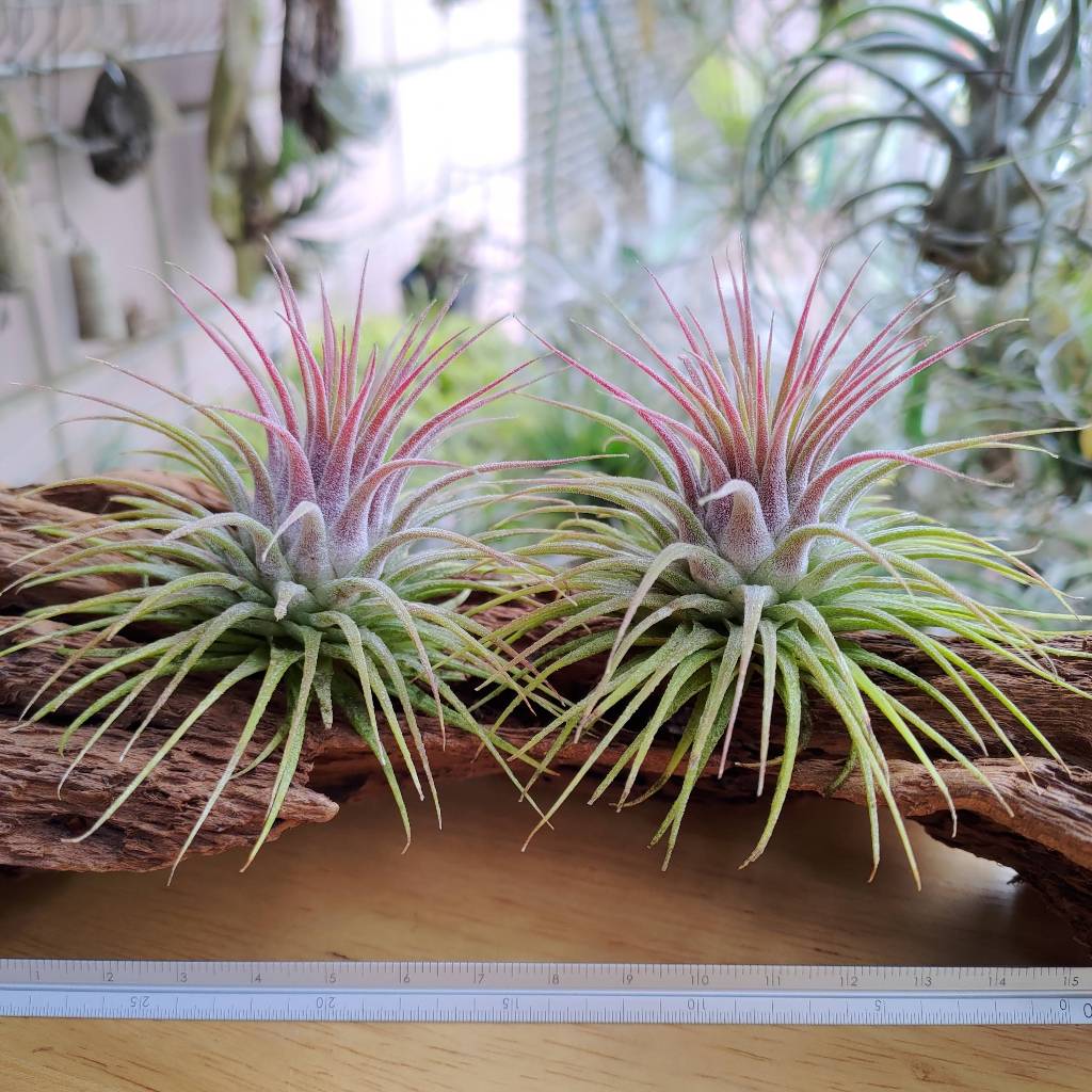 空氣鳳梨 Tillandsia ionantha var. ionantha 小精靈變異