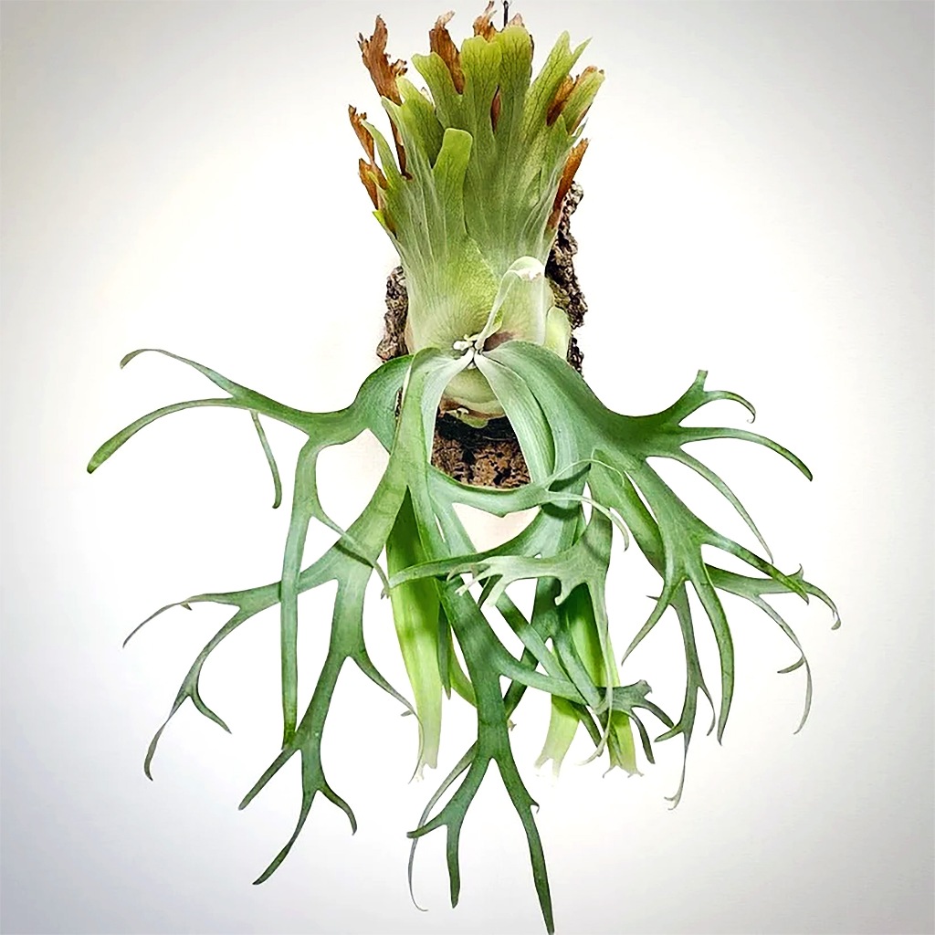 爪哇鹿角蕨（Platycerium willinckii）〈未上板〉 觀賞 園藝 綠植 蕨