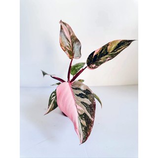 粉紅公主蔓綠絨（Philodendron Pink Princess）天南星科 蔓綠絨 觀葉 雨林 斑葉 綠植