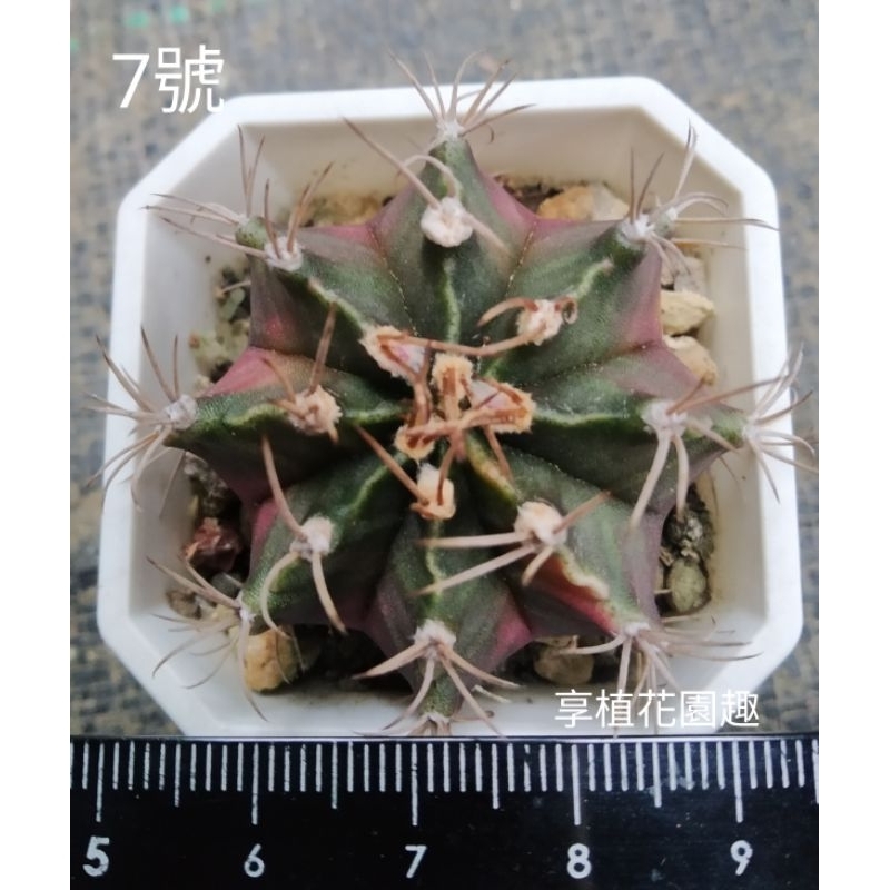 （享植花園趣）緋牡丹錦 7 多肉植物 仙人掌