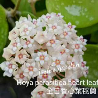 《喬西花園》毬蘭 Hoya parasitica 心葉全日香