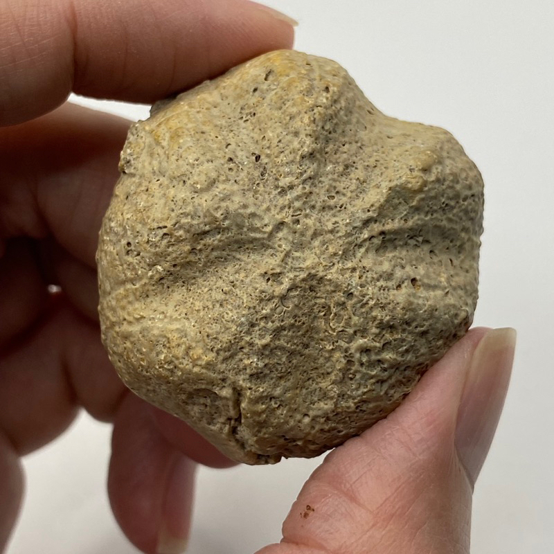 摩洛哥海膽化石 古生物 侏羅紀世界 教材 恐龍化石 禮物