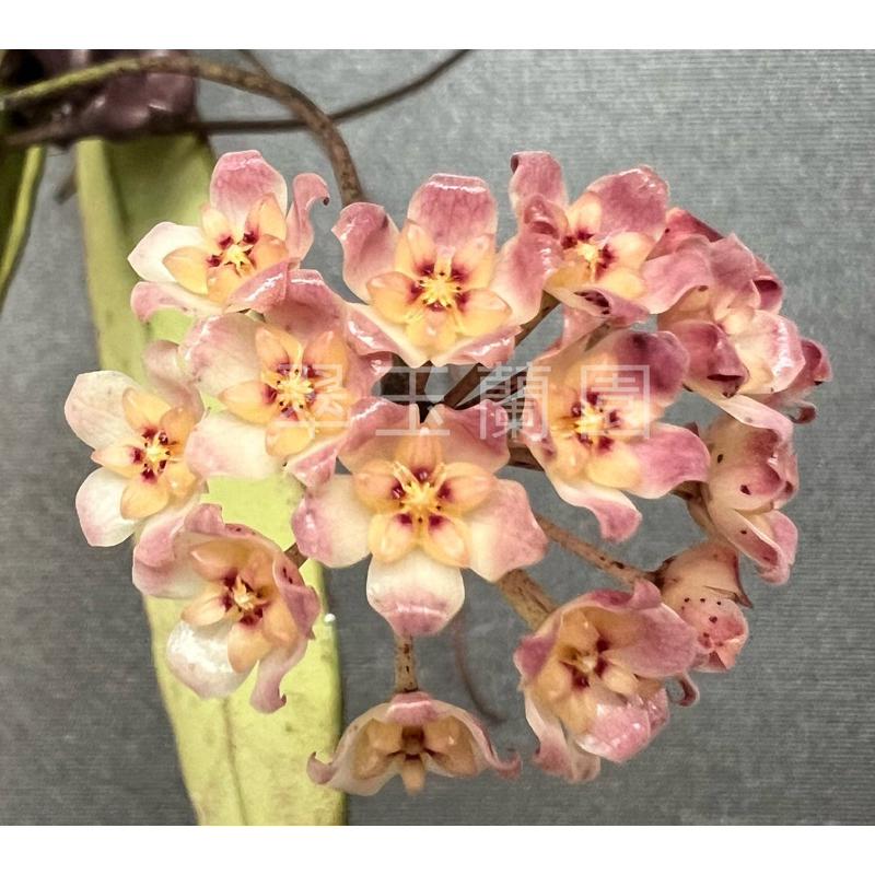 毬蘭 Hoya UT001 香