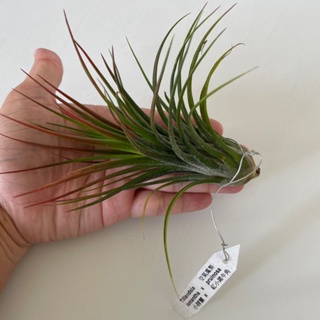 三木農場出品 🌿ionantha x pruinosa 小精靈x紅小犀牛角 空鳳 空氣鳳梨