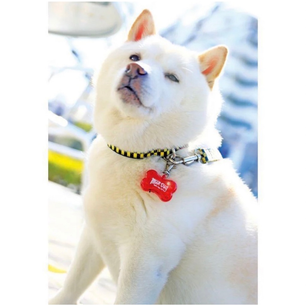 【MOONEYES】Dog Key Light 寵物 LED燈吊飾 裝飾  [ MG905RD ]
