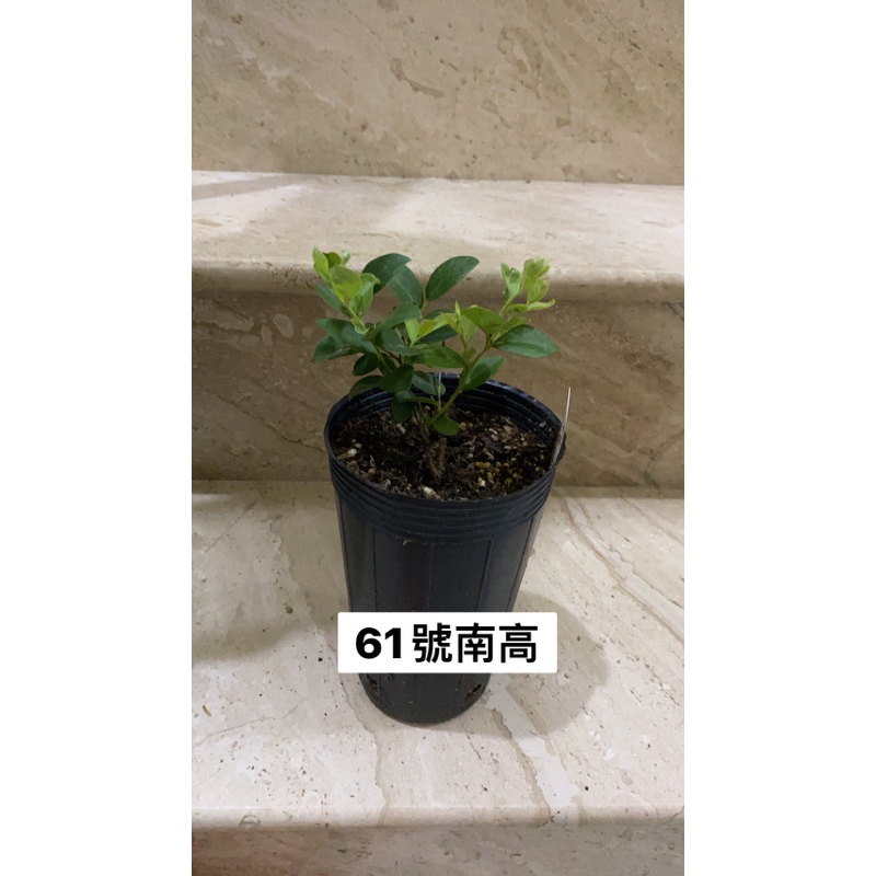 藍莓扦插苗 台灣自育品種61號南高（3.5吋深盆）