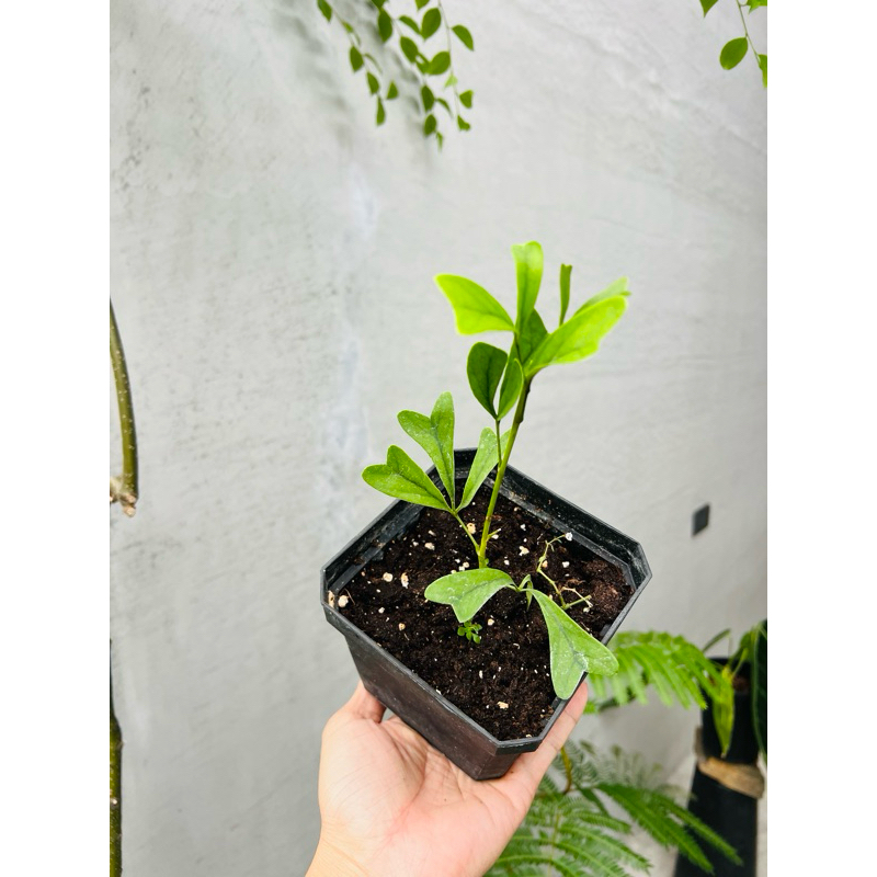 【高木の森】🅑🅞🅣🅐🅝🅘🅒-斯里蘭卡鵝掌藤Schefflera emarginata/觀葉植物
