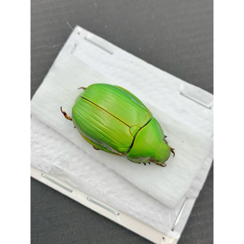 墨西哥🇲🇽 Chrysina auripes稀有寶石金龜標本/超級漂亮/品項很棒/甲蟲標本/金龜標本/兜蟲標本/糞金龜惡