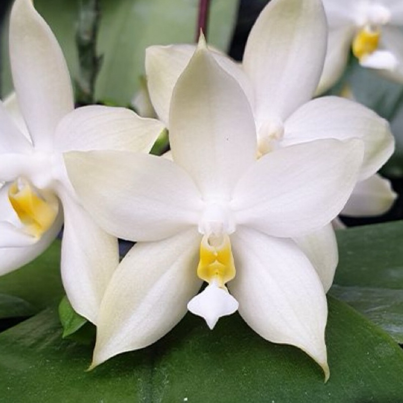 經典收藏 Phal. bellina var. alba × sib 美麗娜白變種兄弟交 有香味 蝴蝶蘭 蘭花