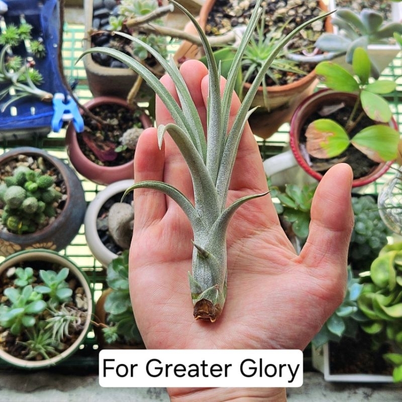 〔鳳梨草手〕空氣鳳梨-For Greater Glory，霸王×柳葉，空氣草 懶人植物