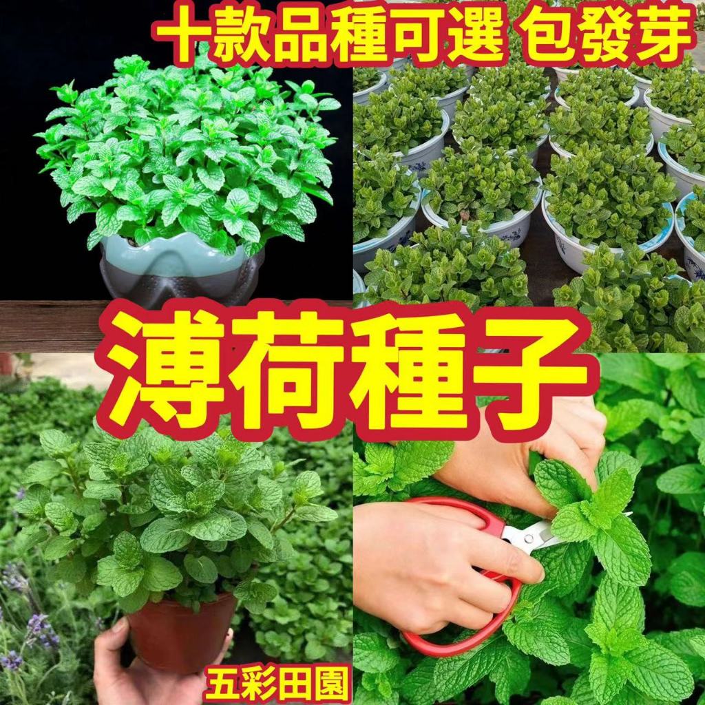 免運 開發票 收据【薄荷種子】十款食用薄荷種子 香草檸檬 貓薄荷觀賞 留香薄荷籽 食用驅蚊 四季陽臺室內盆栽種植 包發芽