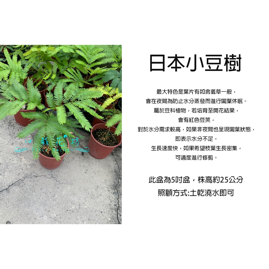 心栽花坊-雞髯豆/含羞樹/小豆樹/日本小豆樹/密葉猴耳環/5吋/觀葉植物/室內植物/綠化植物/售價600特價500
