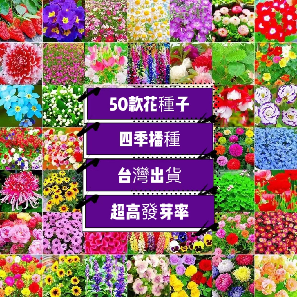 🔥🔥正品對版【50款花卉種子大全】繡球花 向日葵種子 勿忘我 兵乓菊種子 花卉種子 家庭陽台庭院盆栽可種 室內外種植