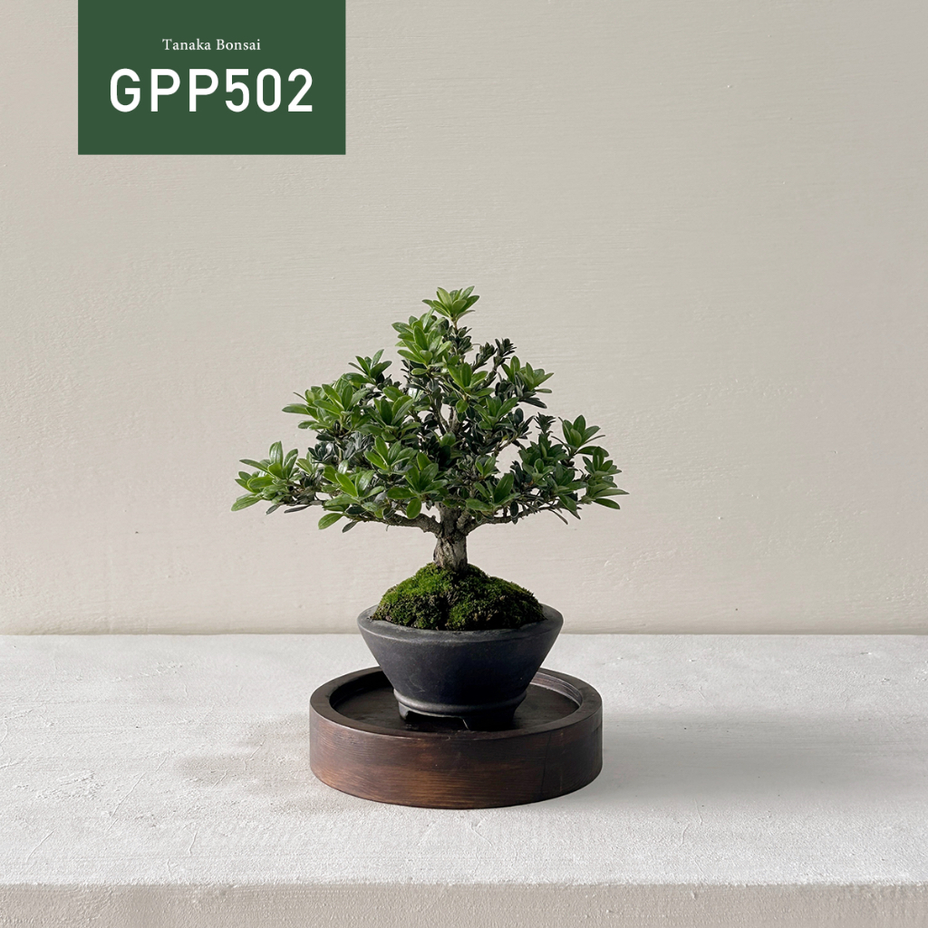 【Tanaka Bonsai】GPP502 綠鑽羅漢松盆景（不含木墊片） ｜松柏盆栽