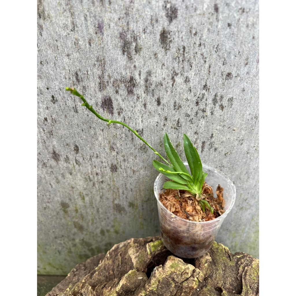 噢葉design "Telipogon williamsii"  蘭花、塊根植物、圓葉花燭、蔓綠絨、鹿角蕨