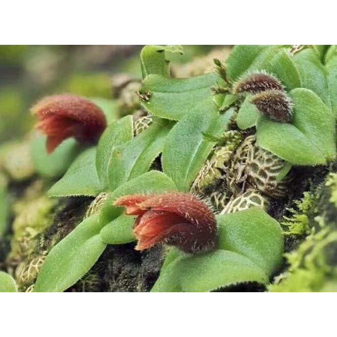 噢葉design "Porpax ustulata 盾柄蘭 網紋豆蘭 " 蘭花、塊根植物、圓葉花燭、蔓綠絨、鹿角蕨