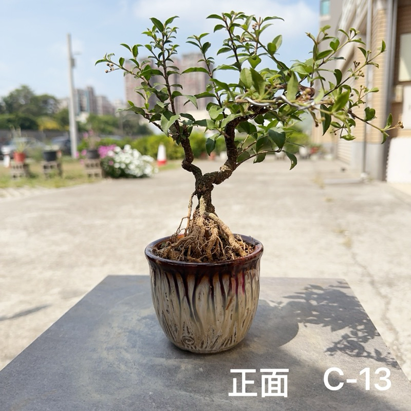 🍁綠化小屋「李氏櫻桃」🍃小品盆栽🍃