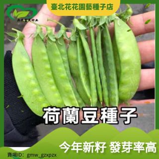 荷蘭豆種子 農田菜地農戶種植莢大肉厚香甜可口荷蘭豆籽 蔬菜種子【臺北花花園藝種子店】