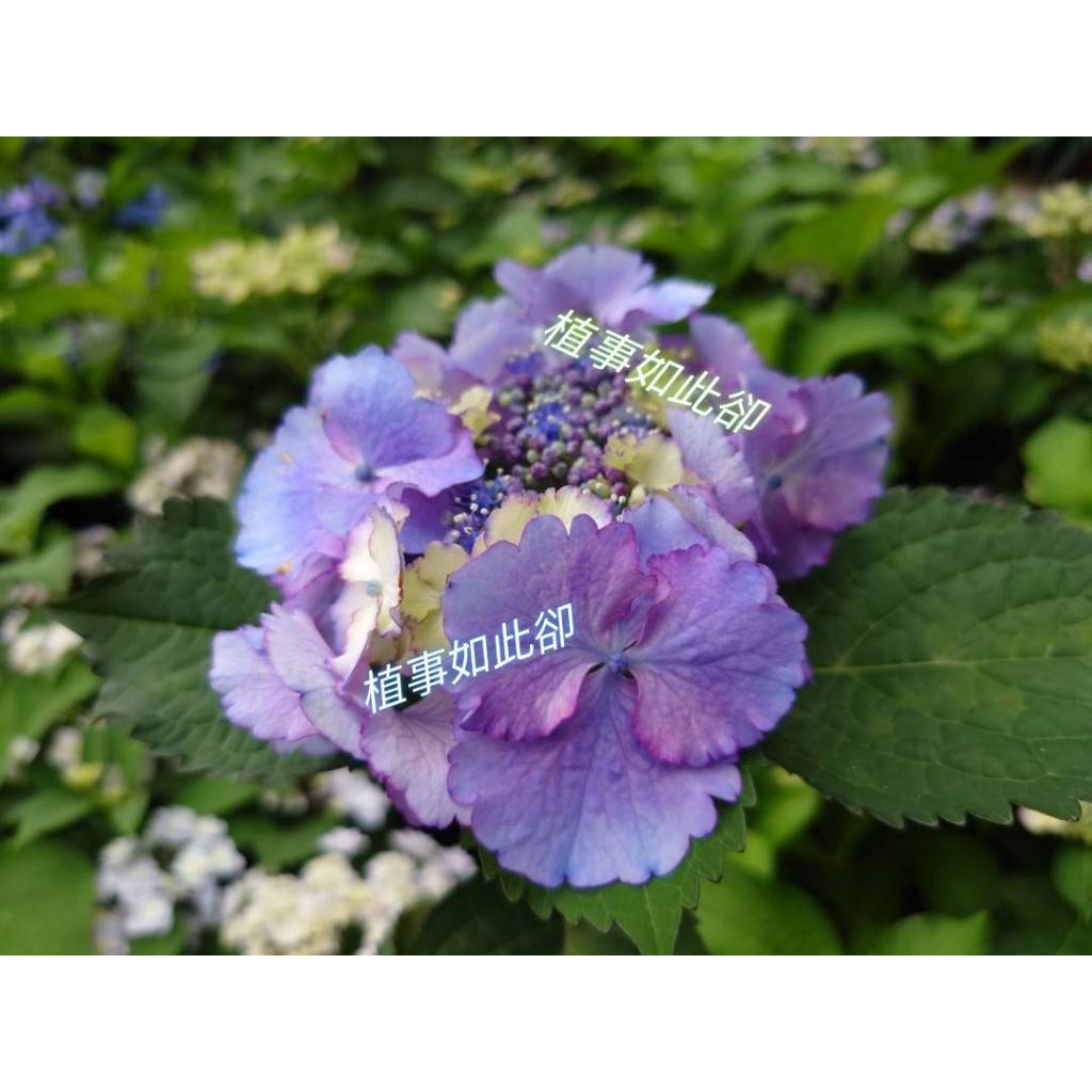 (3.5吋盆) 天使華爾滋繡球花 Angel Waltz 💘季節限定盆栽💘顏色隨機