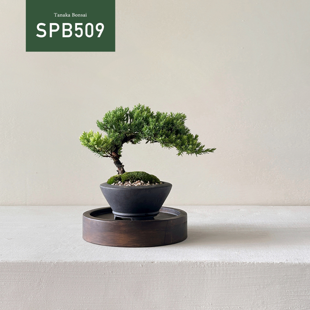 【Tanaka Bonsai】SPB509 珍珠柏盆景（不含木墊片） ｜松柏盆栽