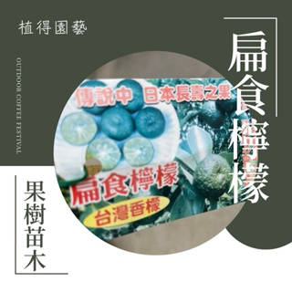 植得｜扁食檸檬🍋台灣香檬｜果樹苗木