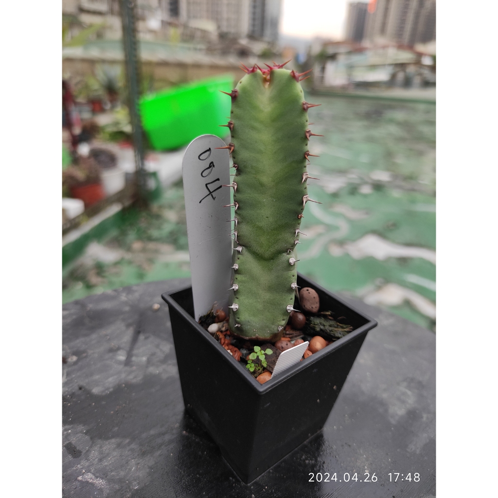 白角麒麟 一物一拍 含盆出貨 004 CACTUS 仙人掌科