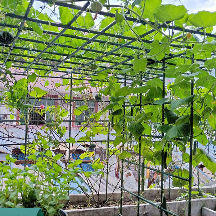 包塑鋼管園藝支架/豆角黃瓜葡萄支撐桿/花園庭院植物架/番茄爬藤架