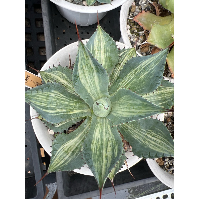 三宅雷神極縞斑 龍舌蘭 agaves