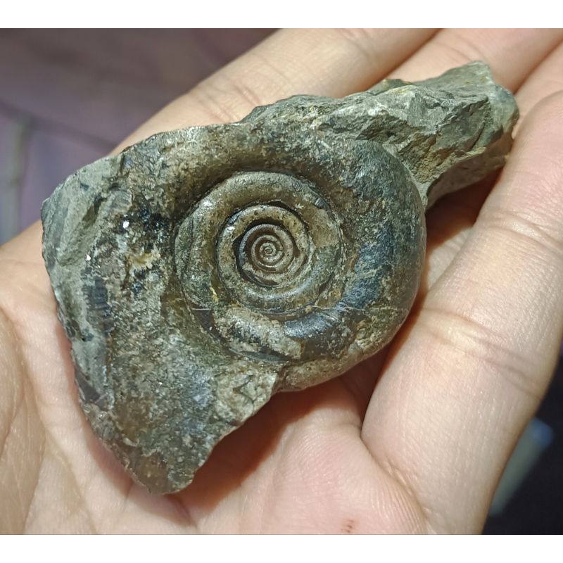 [程石] 日本北海道  深色的高得利菊石化石