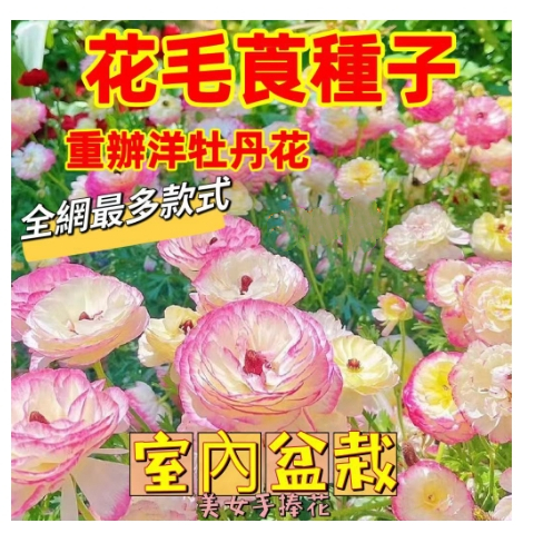 💖花毛莨種子💖花毛莨種球 花毛莨球根 重瓣花卉種根 洋牡丹種子 牡丹花種子 花卉種子 四季開花 觀賞花卉盆栽 種子