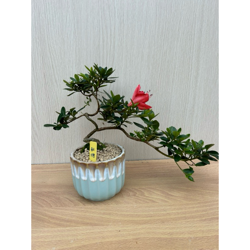 《夢花火》盆景-日本皋月杜鵑小品盆栽/植栽品種名（朝櫻）