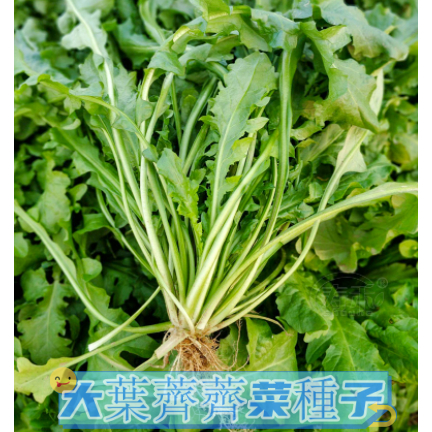 YF蔬菜種子 四季種植  薺菜種子 薺薺菜 野菜薺菜  陸龜聖品  大田陽台盆栽