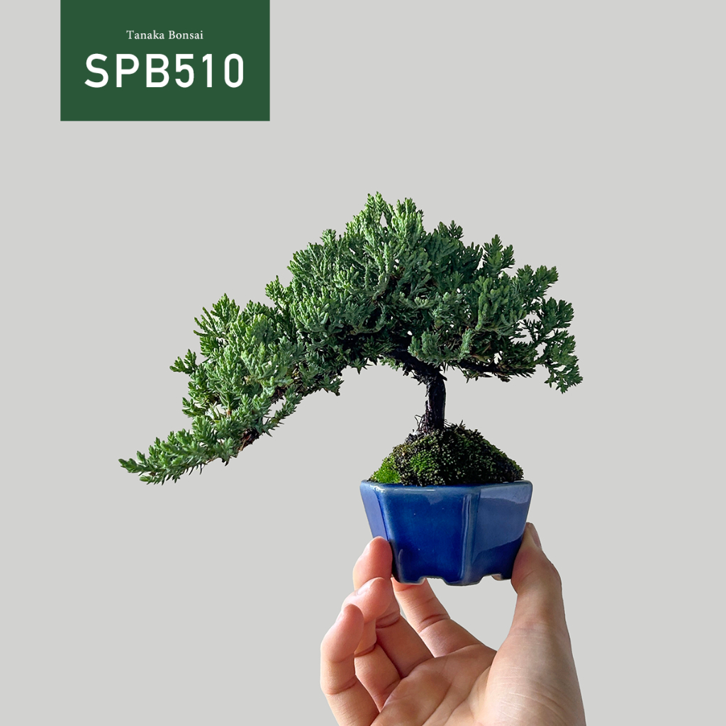 【Tanaka Bonsai】SPB510 珍珠柏盆景 （不含木墊片）｜松柏盆栽
