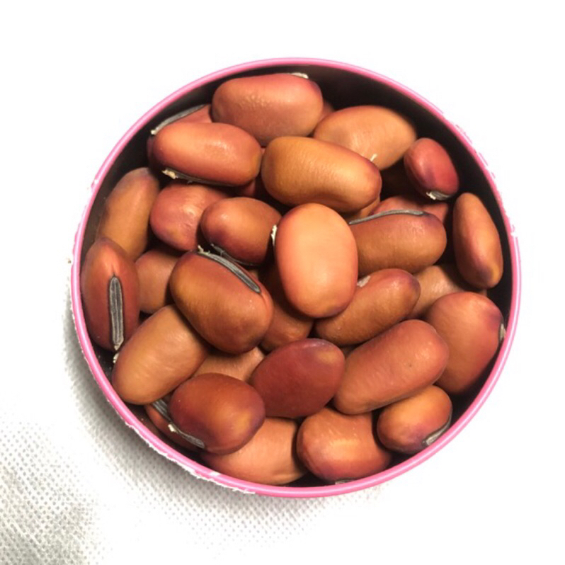 【假日農夫🧑‍🌾】 魔豆 刀豆 紅鳳豆 紅刀豆 種子 自然課 工藝 科學 裝飾品 自產自銷 豆莢 紅豆
