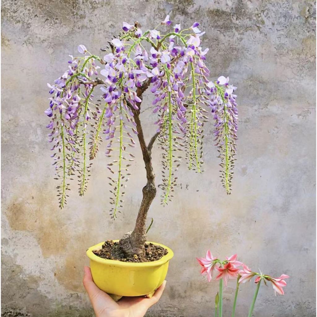 紫藤花種子 稀有品種 發芽率99% 日本多花紫藤種子盆栽 紫藤花