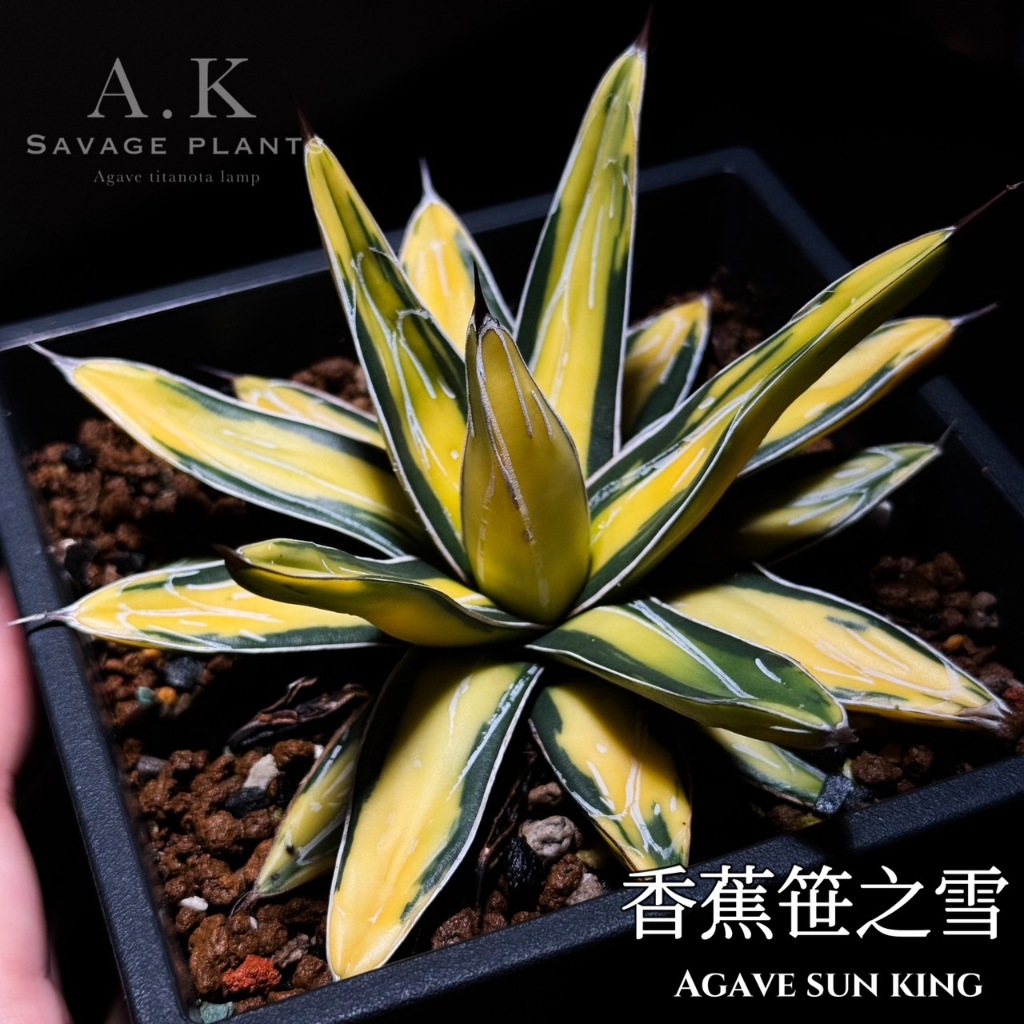 《A.K SAVAGE PLANTS》SUN KING 香蕉笹之雪『一物一拍』龍舌蘭｜嚴龍｜香蕉｜花牌｜介質｜鐵架｜燈