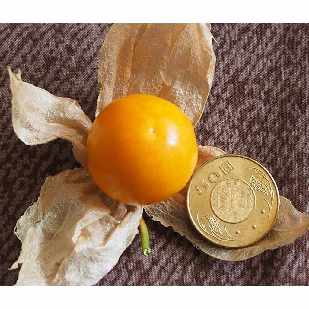 黃金莓-日本種燈籠果-實生苗(3吋軟盆)