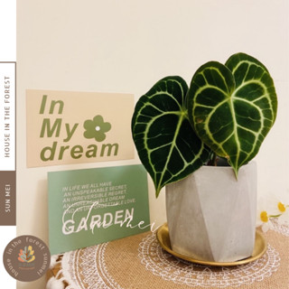 森美植所花盆/花器/觀葉植物盆/清水模系三角拼接盆水泥盆/多肉盆栽/簡約造水泥/天南星科/觀葉/雨林/觀音蓮/蔓綠絨