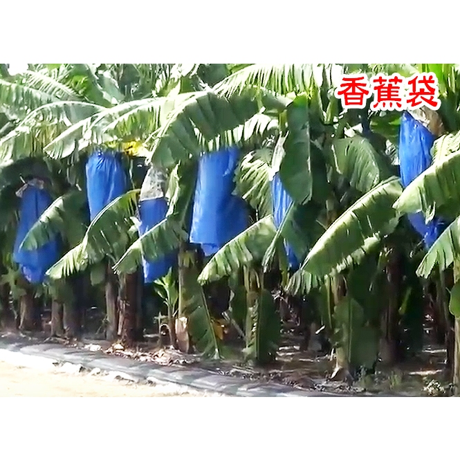 【綠海生活】香蕉袋 (藍色/塑膠/10入/組) 約75*130cm 香蕉套袋 水果套袋 ~6300348