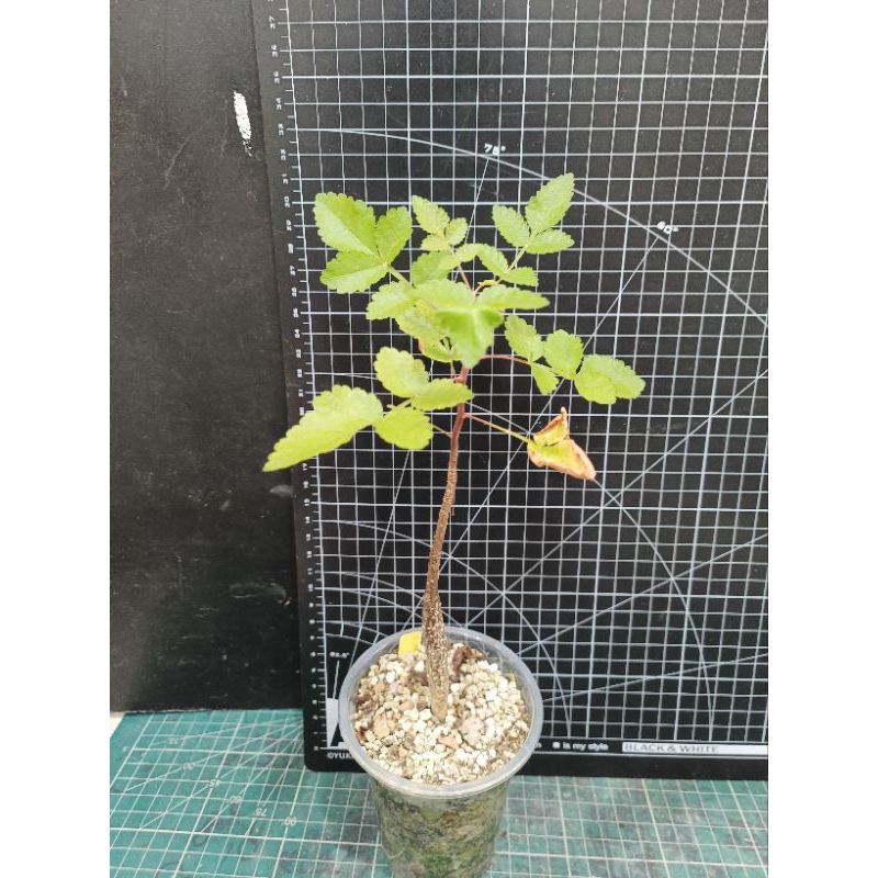 役之行者裂欖(Bursera hindsiana)實生苗