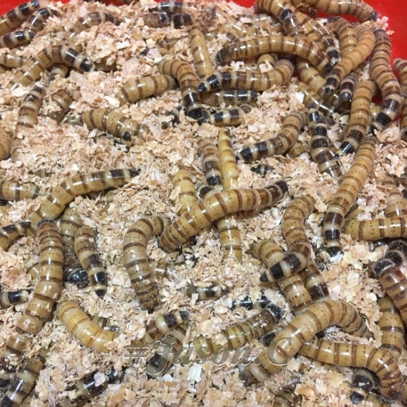 麥皮蟲 大麥蟲 麩皮 飼料、寵物點心 刺蝟.蜜袋鼯.鳥類.特寵.水族.爬蟲.寵物鼠