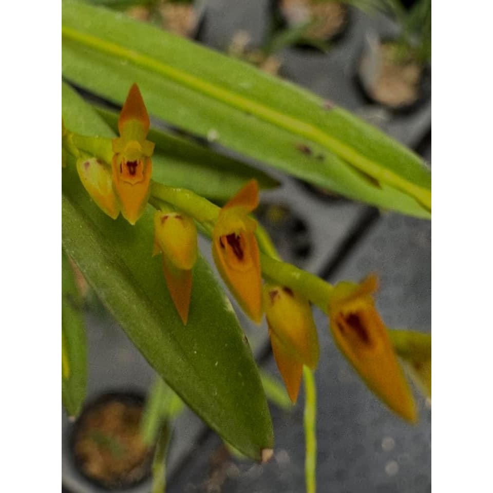 噢葉design "Pleurothallis glumacea"  蘭花、塊根植物、圓葉花燭、蔓綠絨、鹿角蕨
