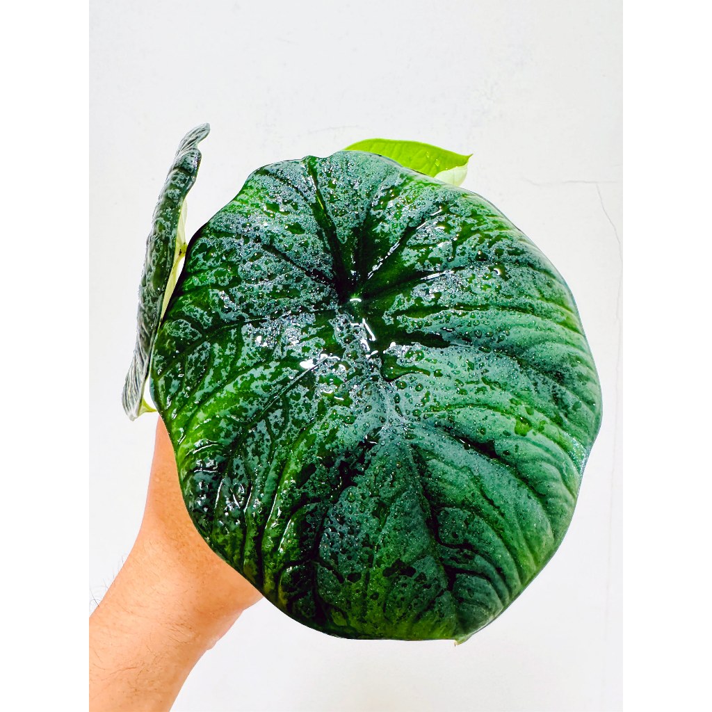 白犀牛皮觀音蓮 / 柴式海芋（Alocasia chaii）天南星科  雨林 觀葉 綠植