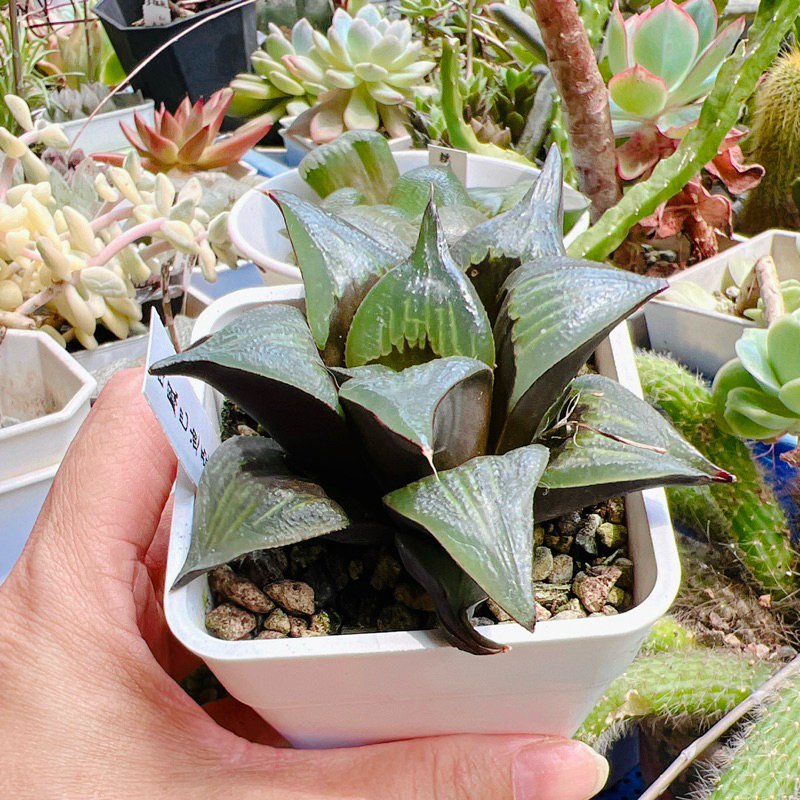 多肉植物🌵 進口 百合科 玉露 壽 有根或穩根