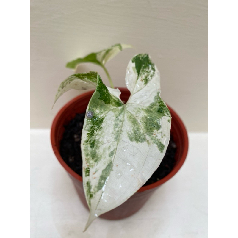 【GH • 綠藝亂流】斑葉合果芋（觀葉植物、4寸盆）
