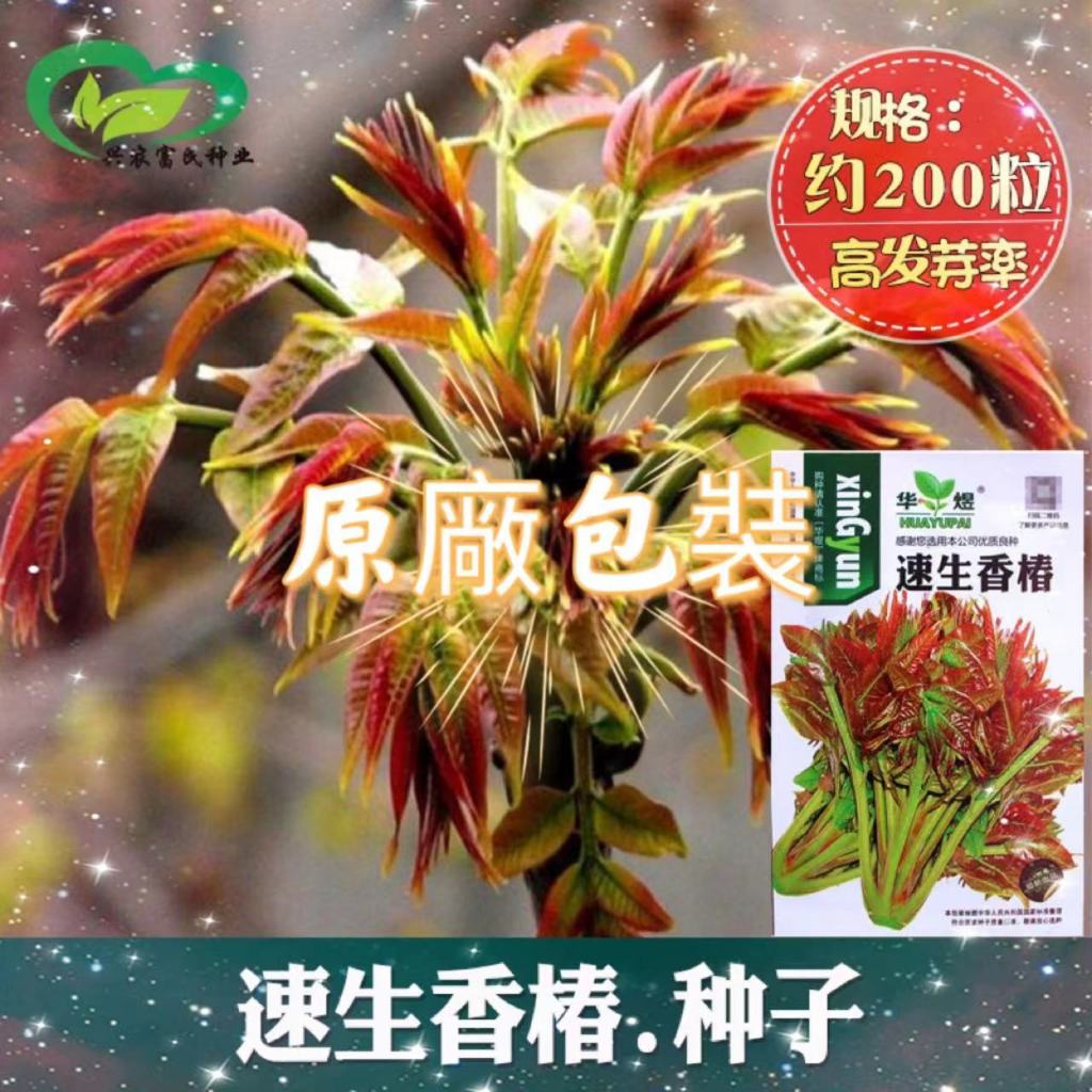 【原廠包裝】包對版 速生香椿種子 農田菜園基地清香味濃鮮香紅油香椿種子 蔬菜種子