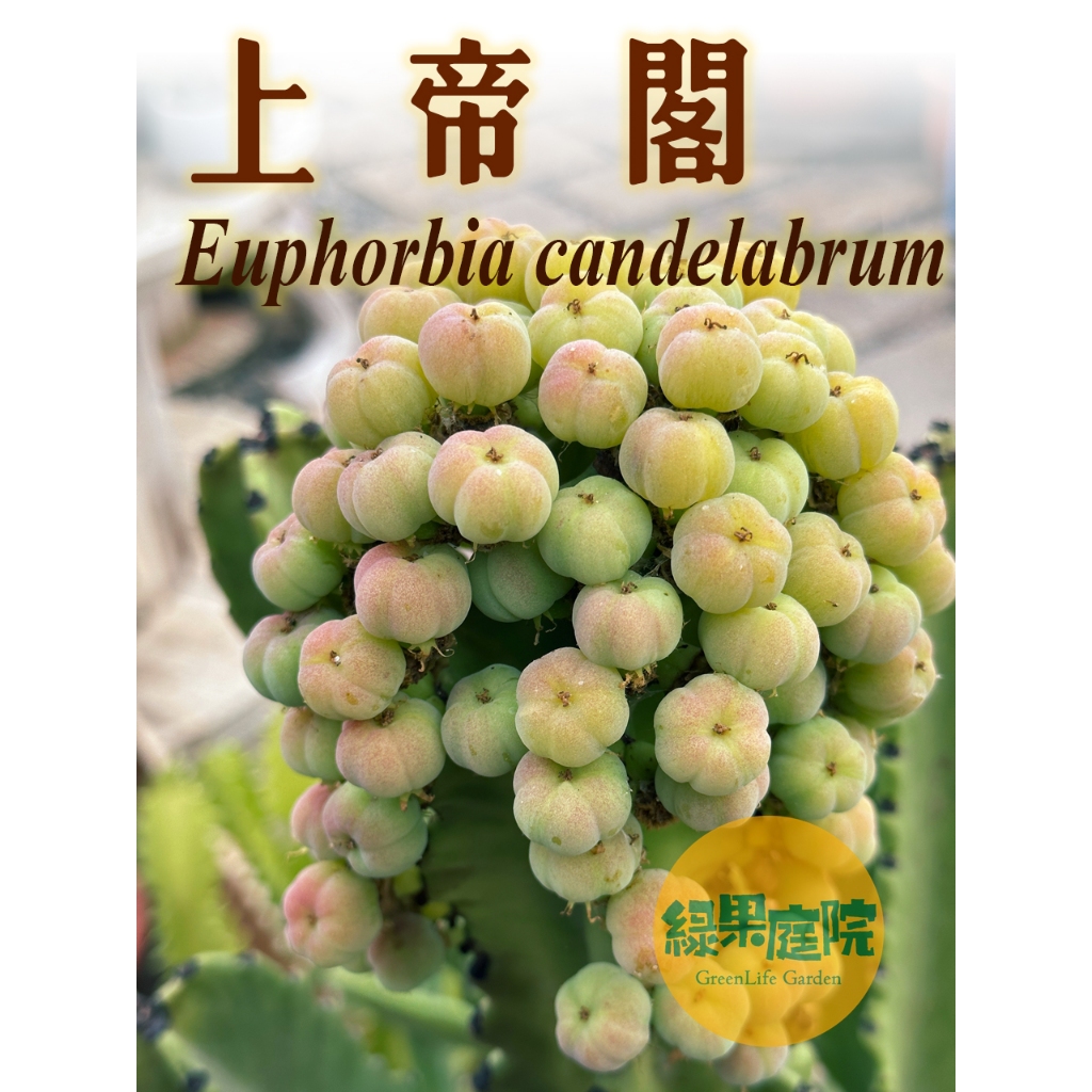 綠果庭院-種子-上帝閣 Euphorbia candelabrum 大戟科 大型仙人掌 台灣鮮採種子實生株比較 超酷耐陰
