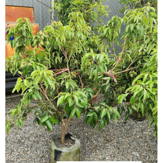 霏霏園藝 鵝蛋荔枝成樹。6-7年老樹